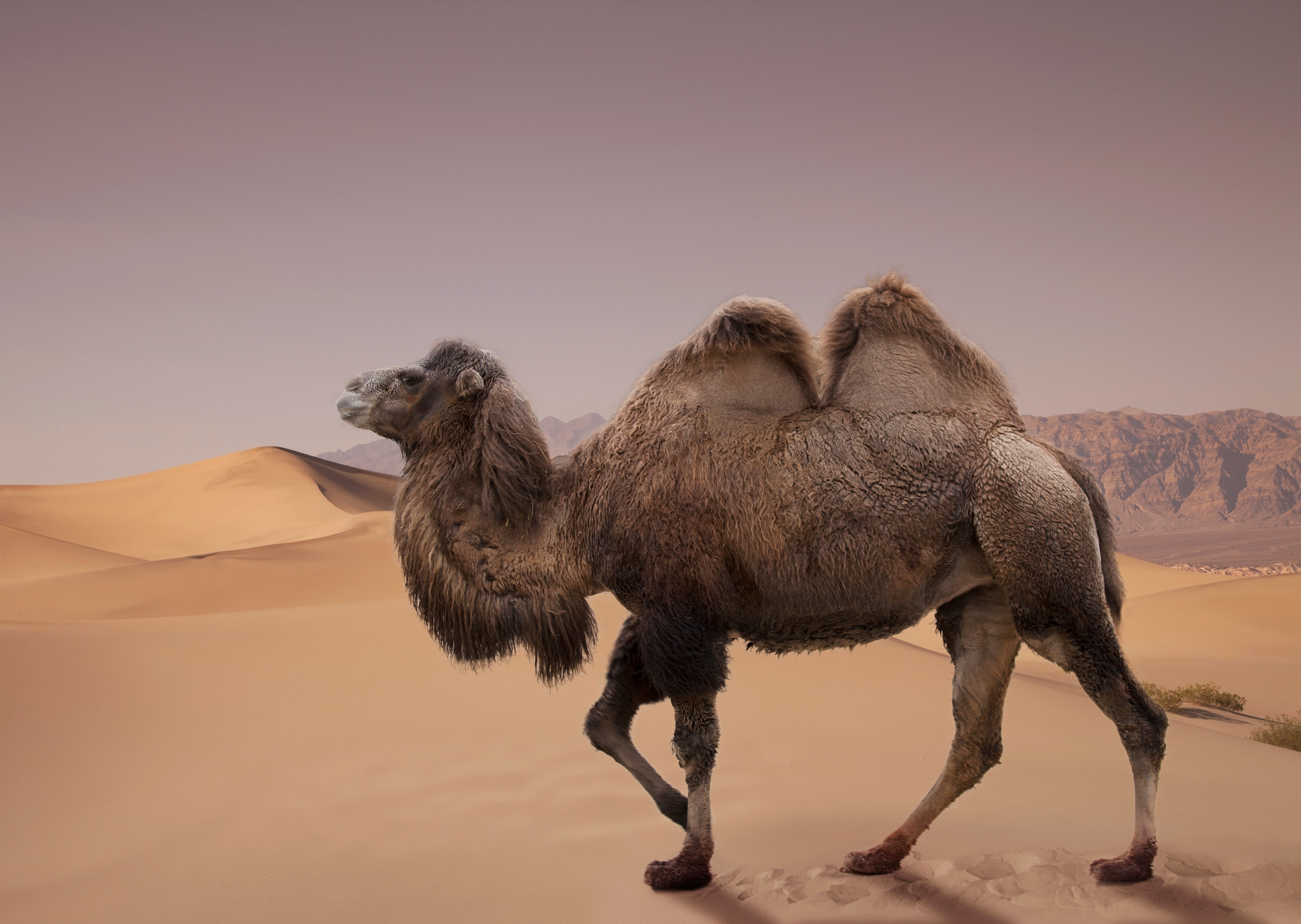 沙漠骆驼霸气版图片